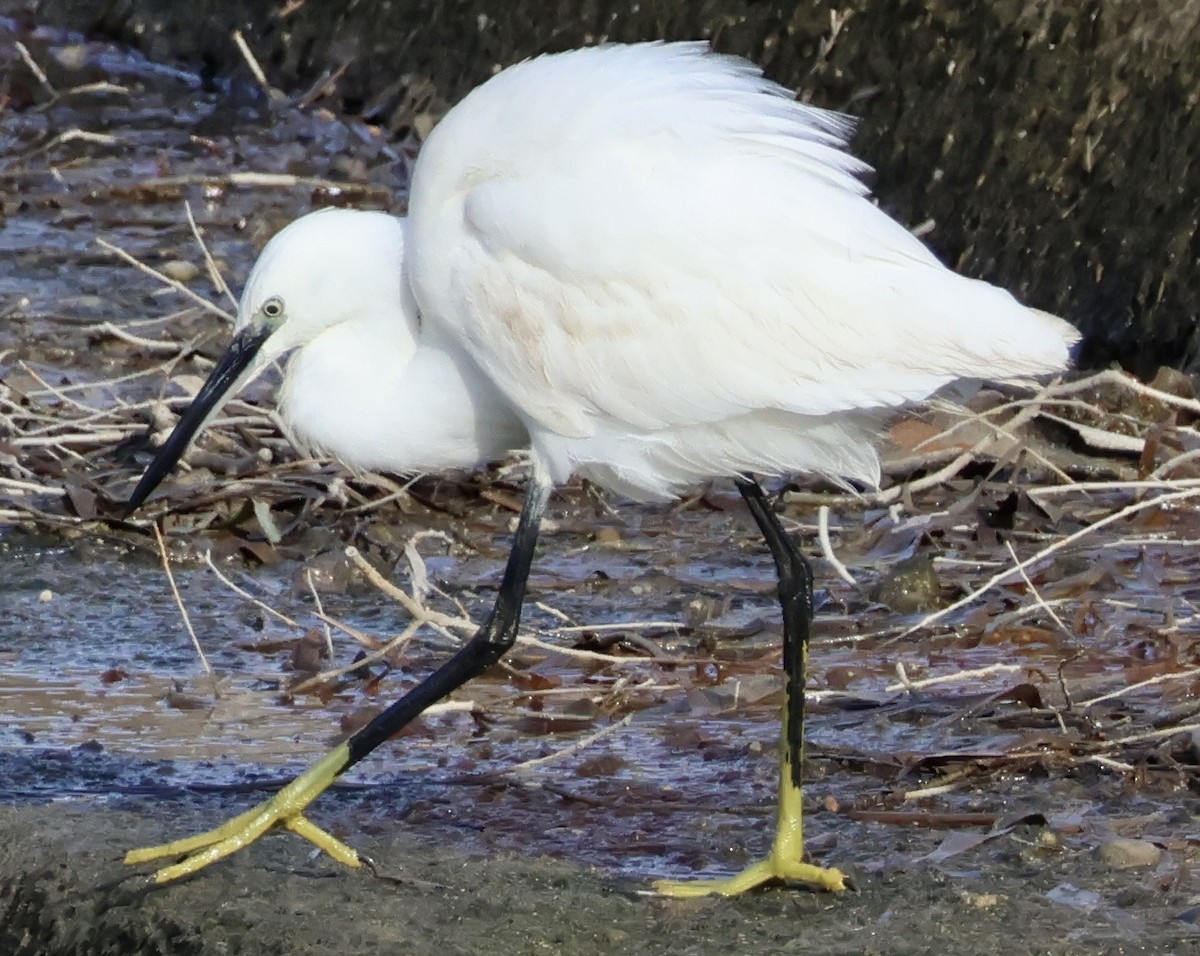 Little Egret - ML647292859