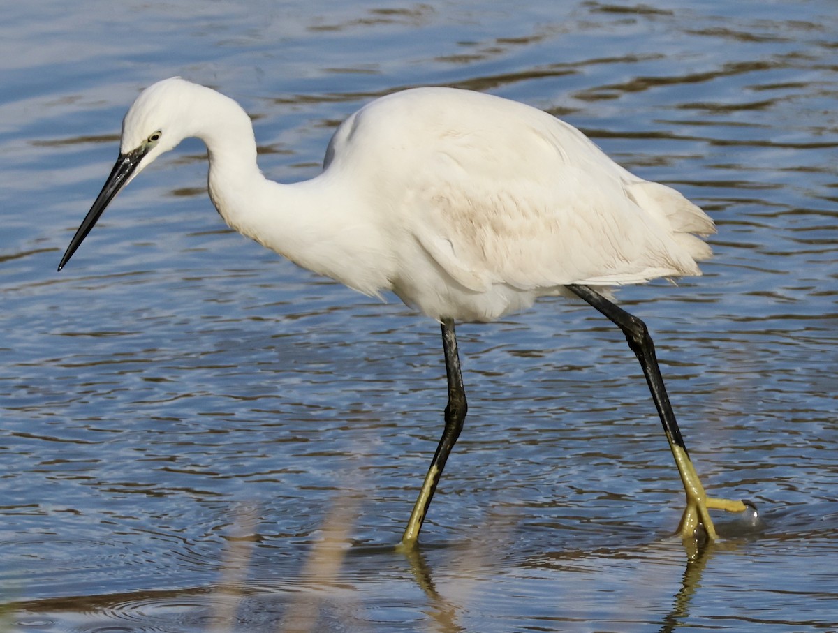 Little Egret - ML647292860