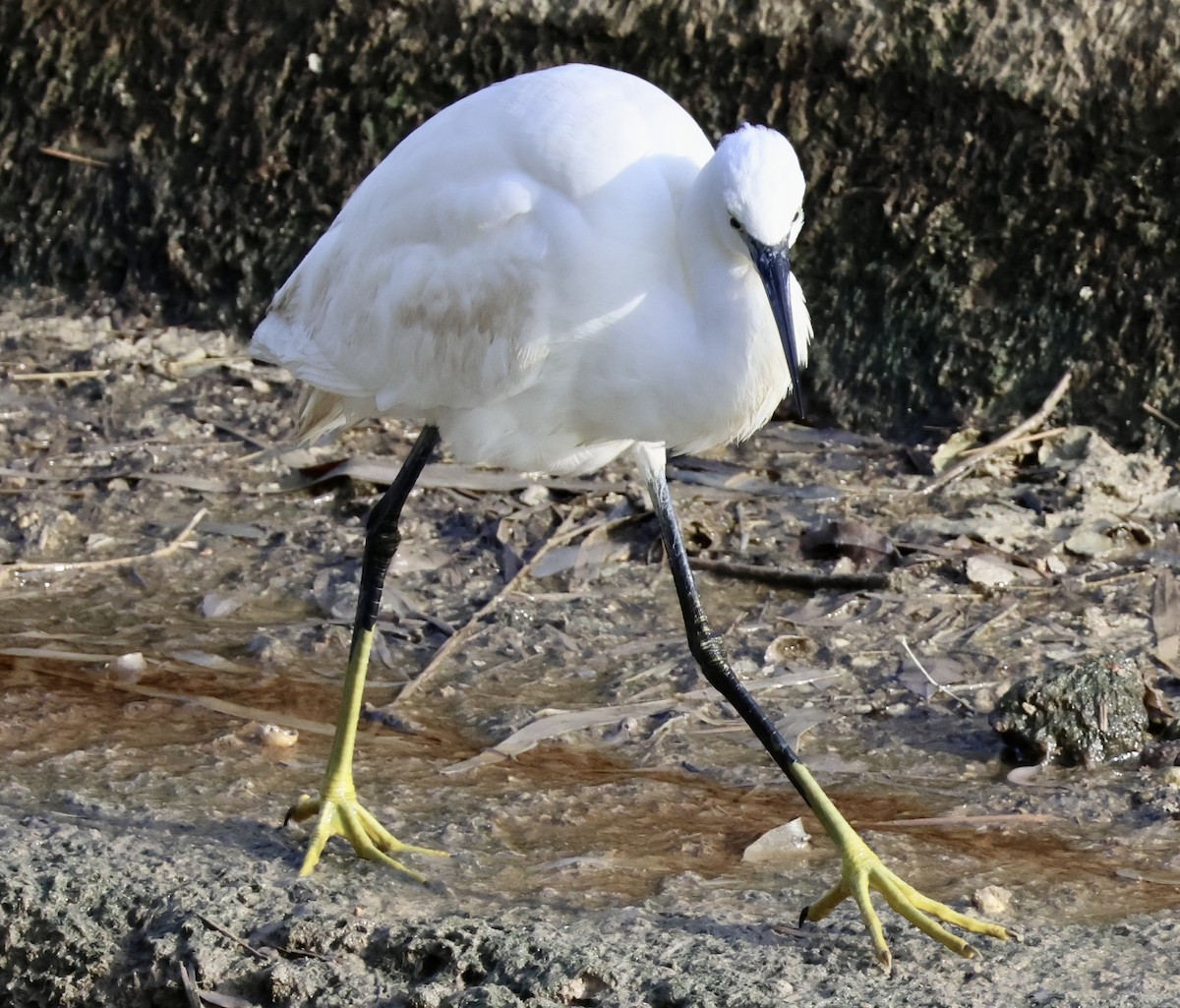 Little Egret - ML647292861