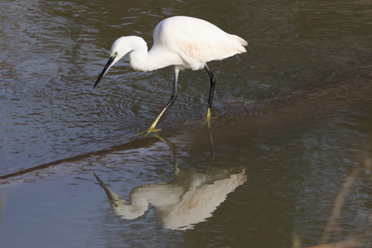 Little Egret - ML647292862