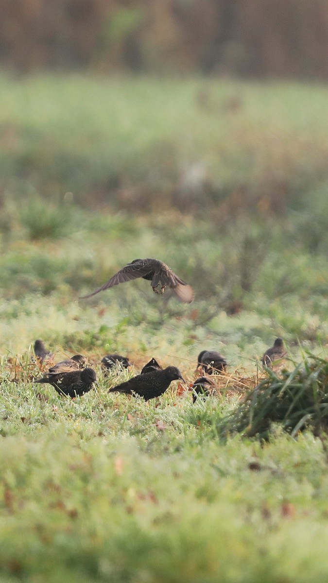 špaček obecný - ML647292869