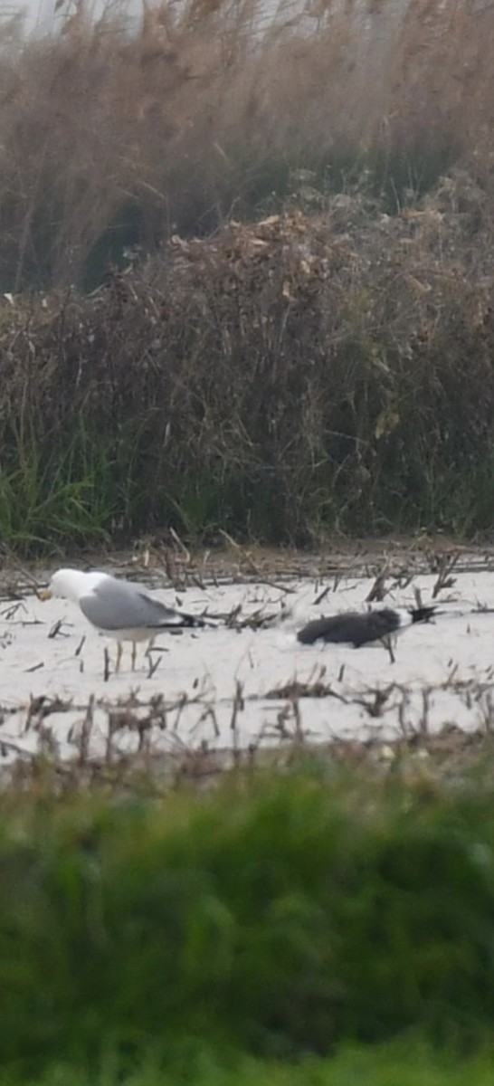 ニシセグロカモメ - ML647292883