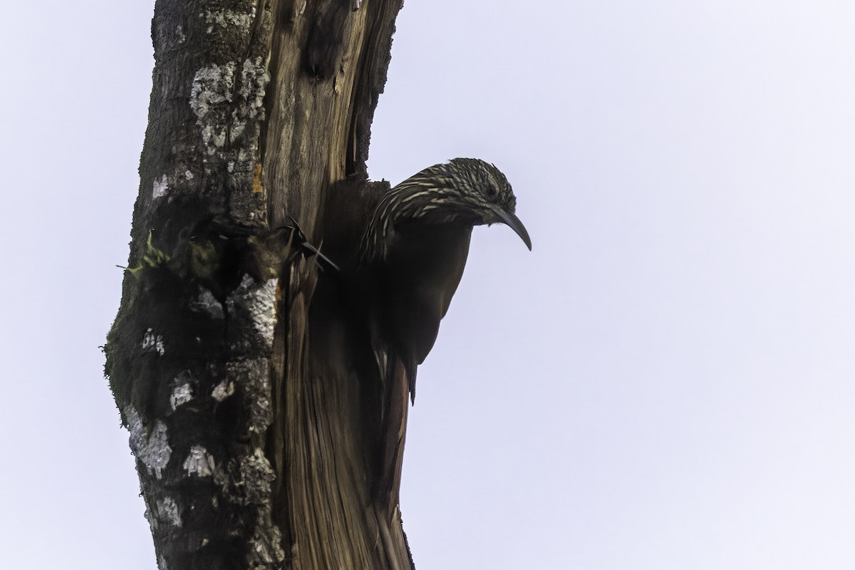 Dağ Tırmaşık - ML647292888