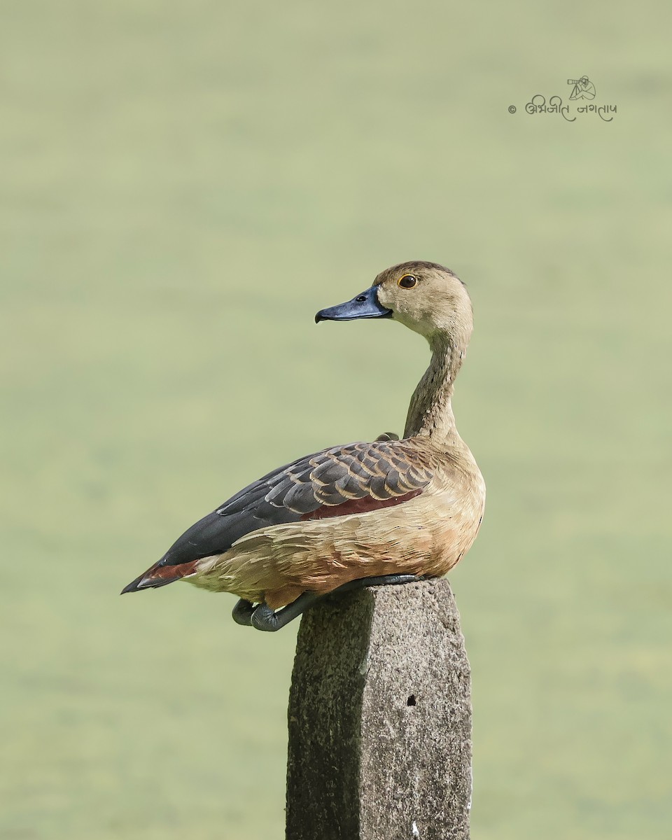 Малая древесная утка - ML647292898