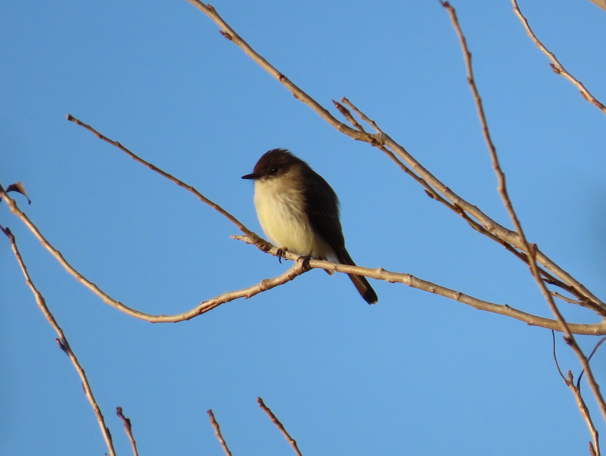 Eastern Phoebe - ML647292900