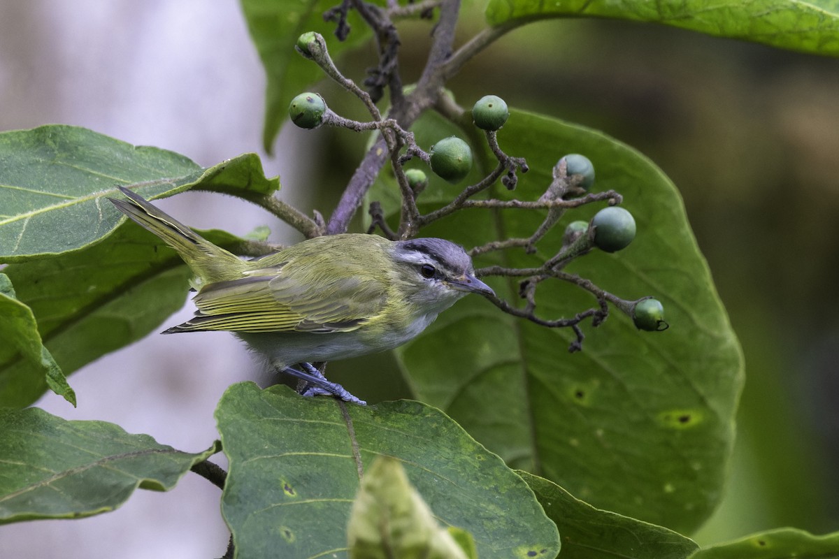 Chivi Vireo - ML647292914