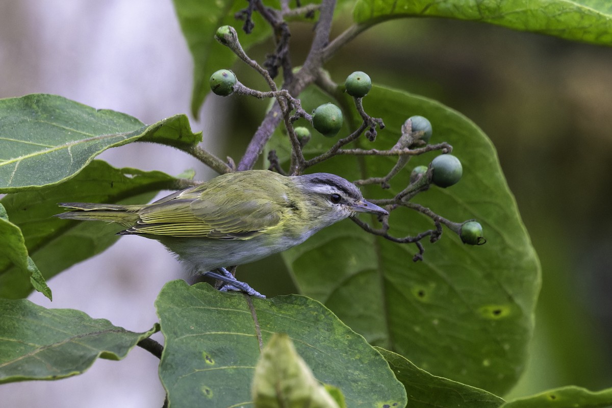 Chivi Vireo - ML647292915