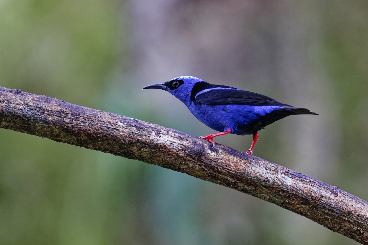 Red-legged Honeycreeper - ML647292926