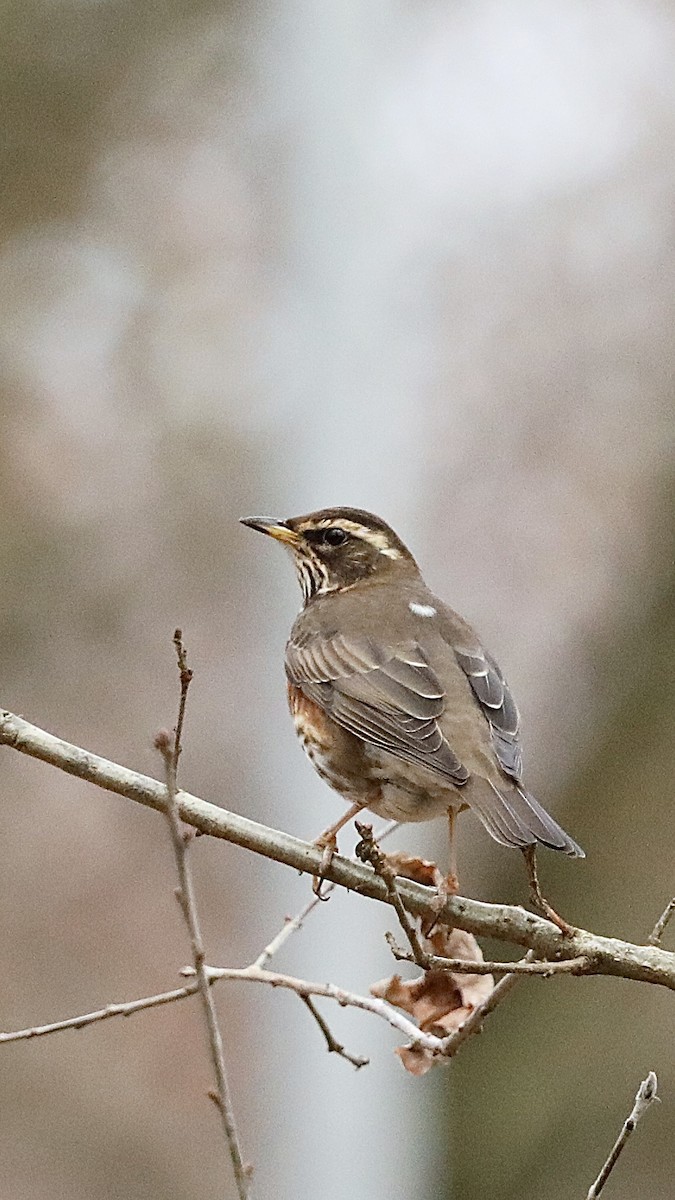 drozd cvrčala - ML647292958