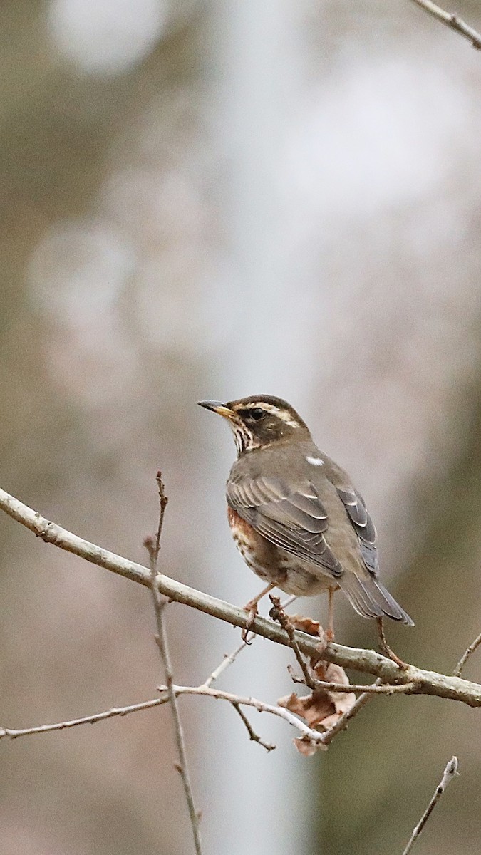 drozd cvrčala - ML647292959