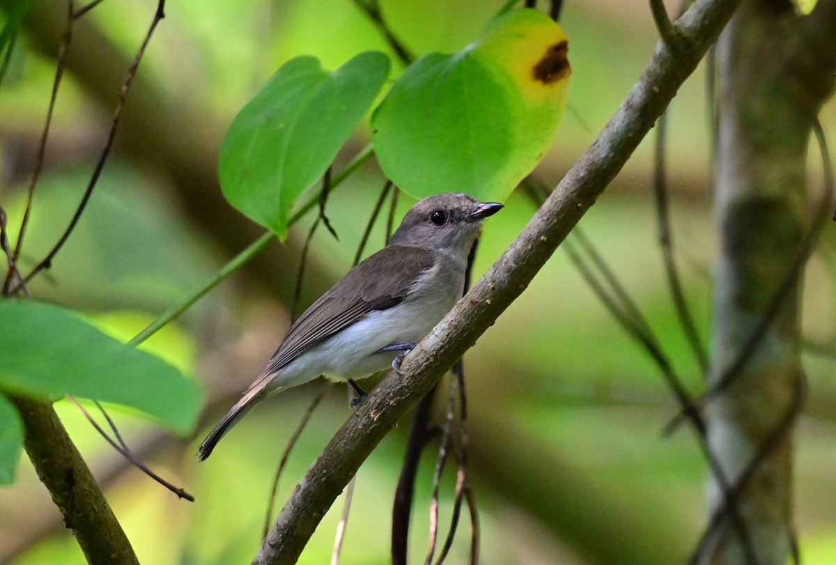 Mangrove Whistler - ML647292968