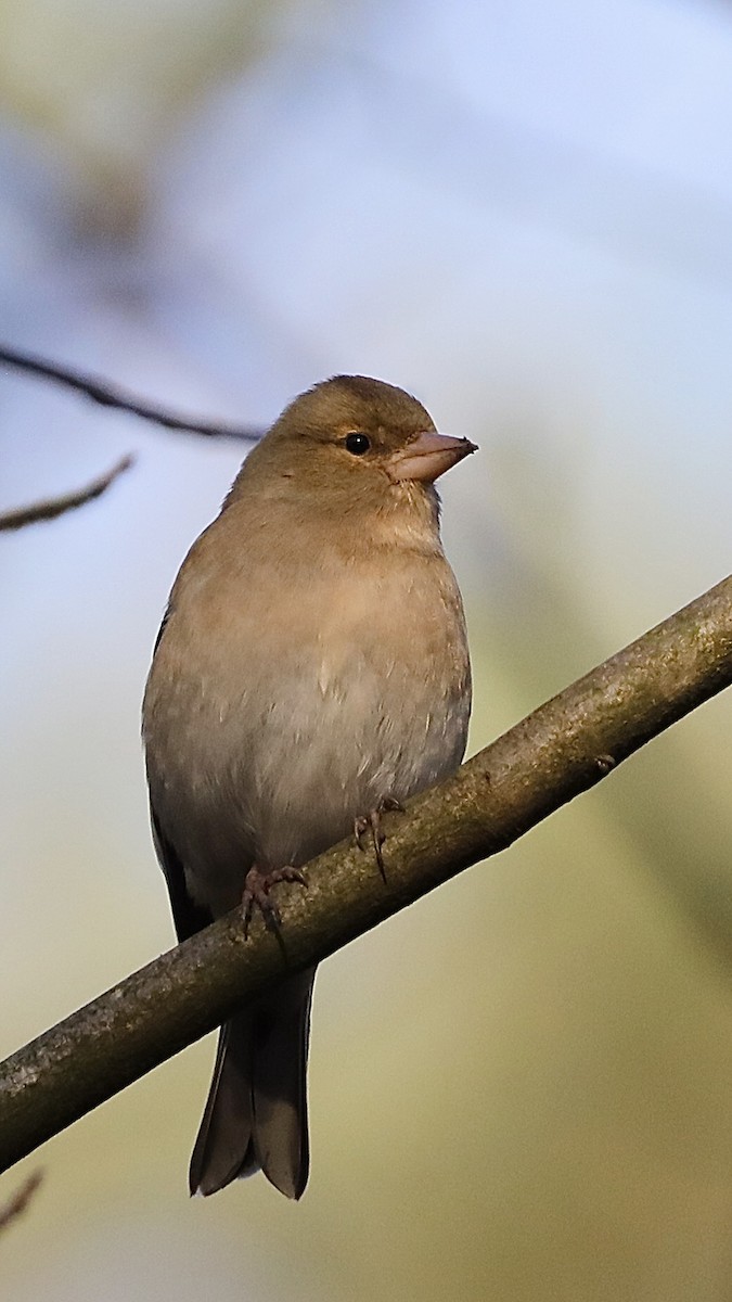 pěnkava obecná - ML647292977