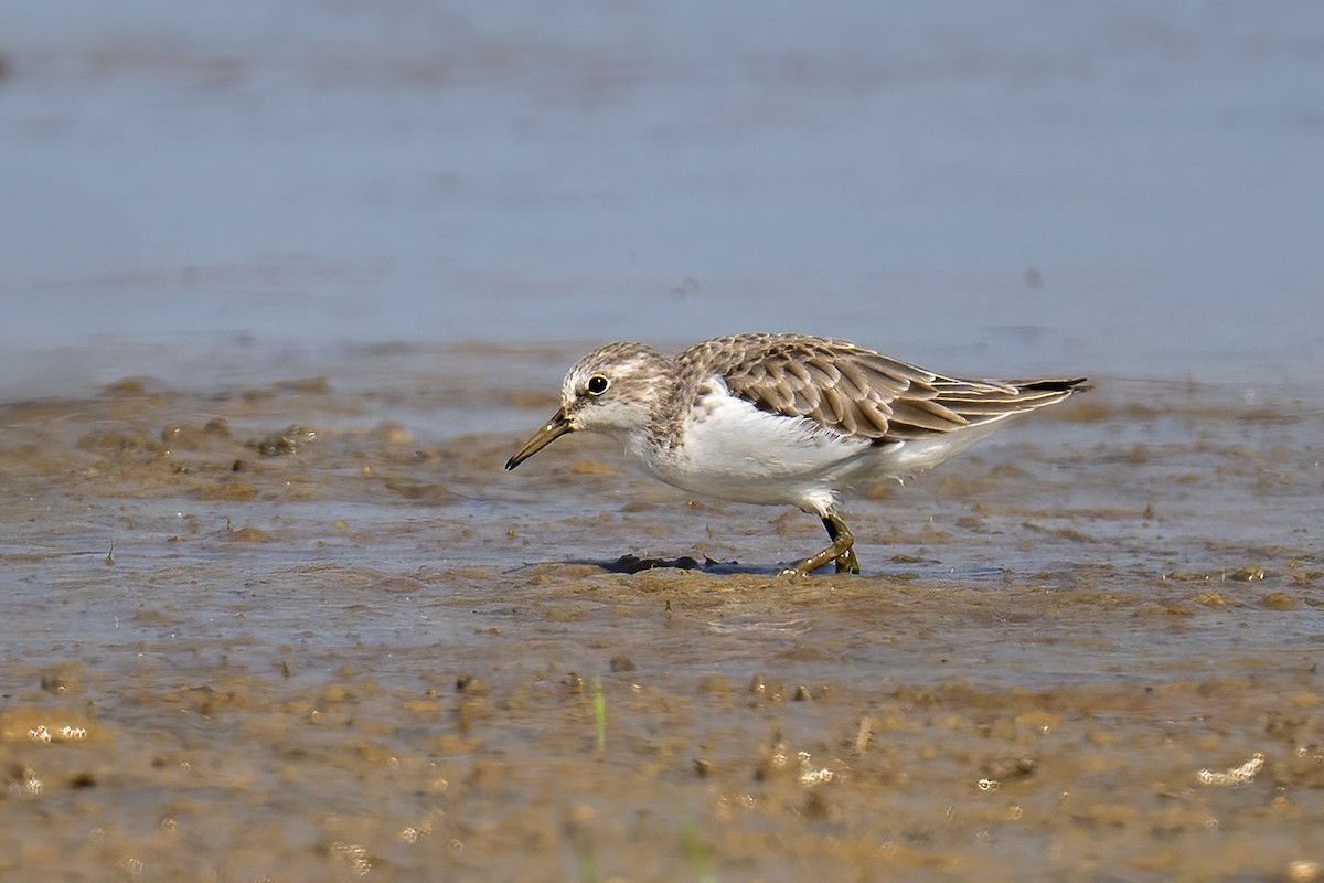 Little Stint - ML647292978