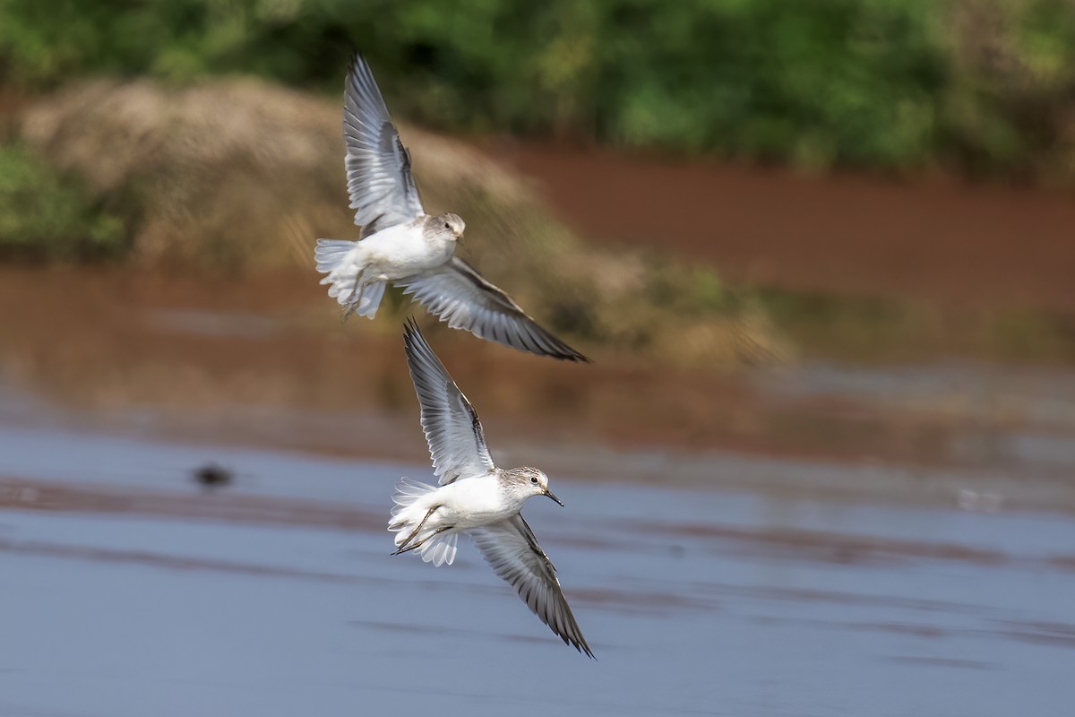 Little Stint - ML647292979