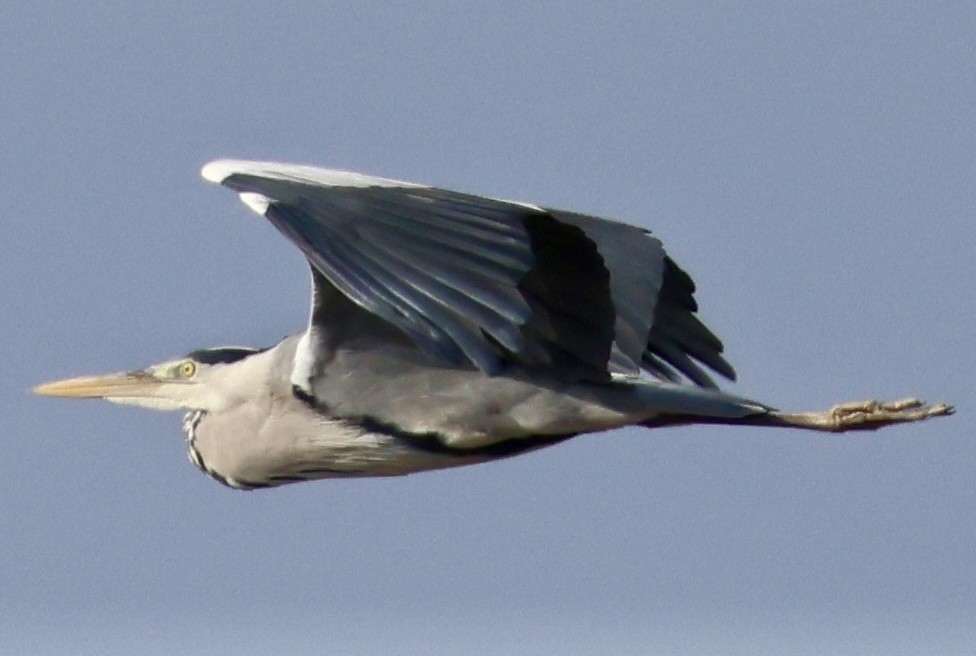 Gray Heron - ML647292980