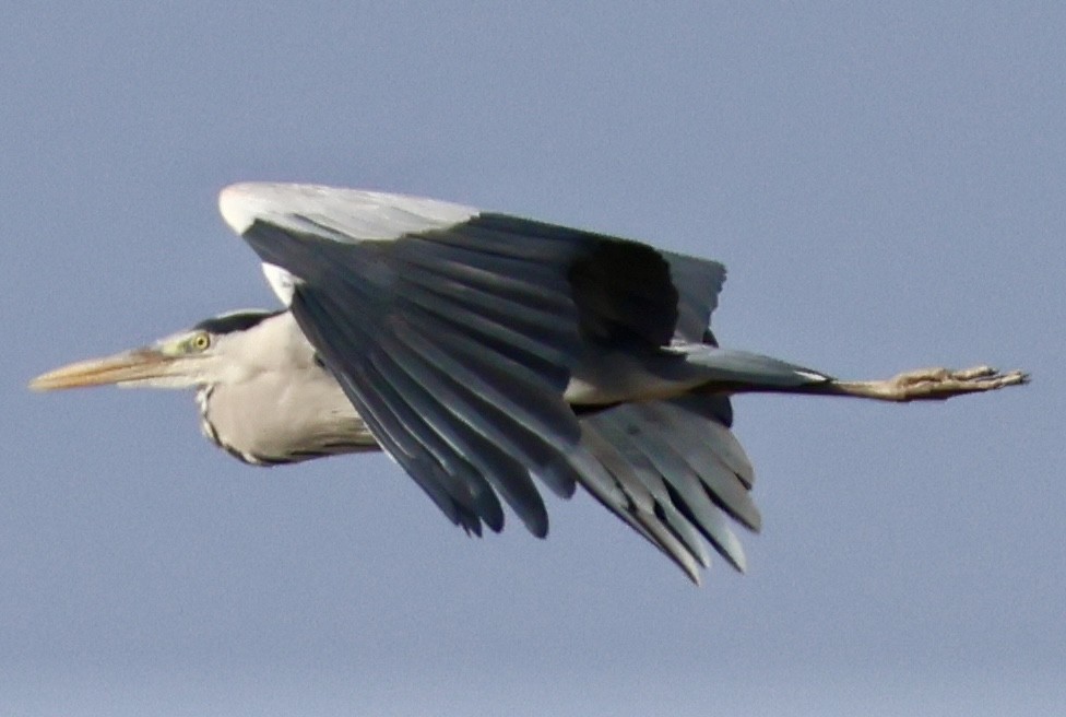 Gray Heron - ML647292981