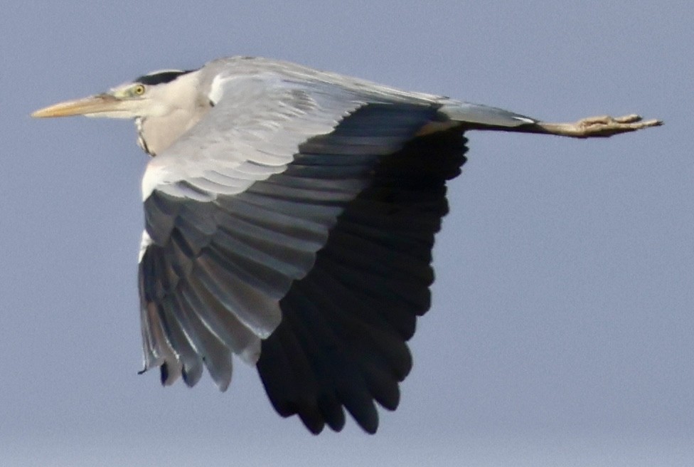 Gray Heron - ML647292982