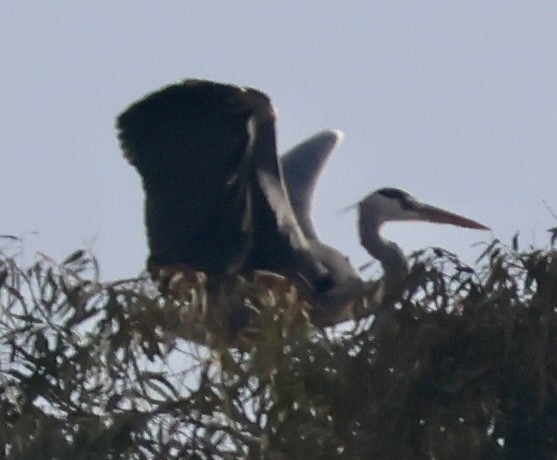 Gray Heron - ML647292983