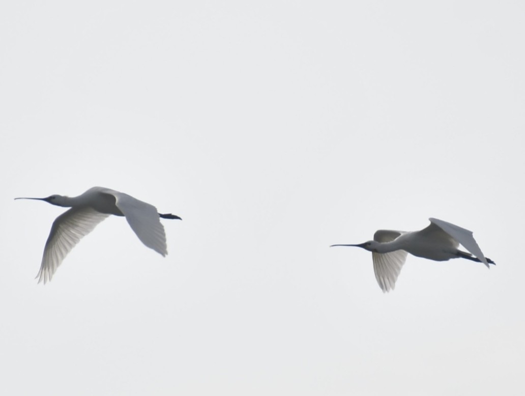 Колпица - ML647292986