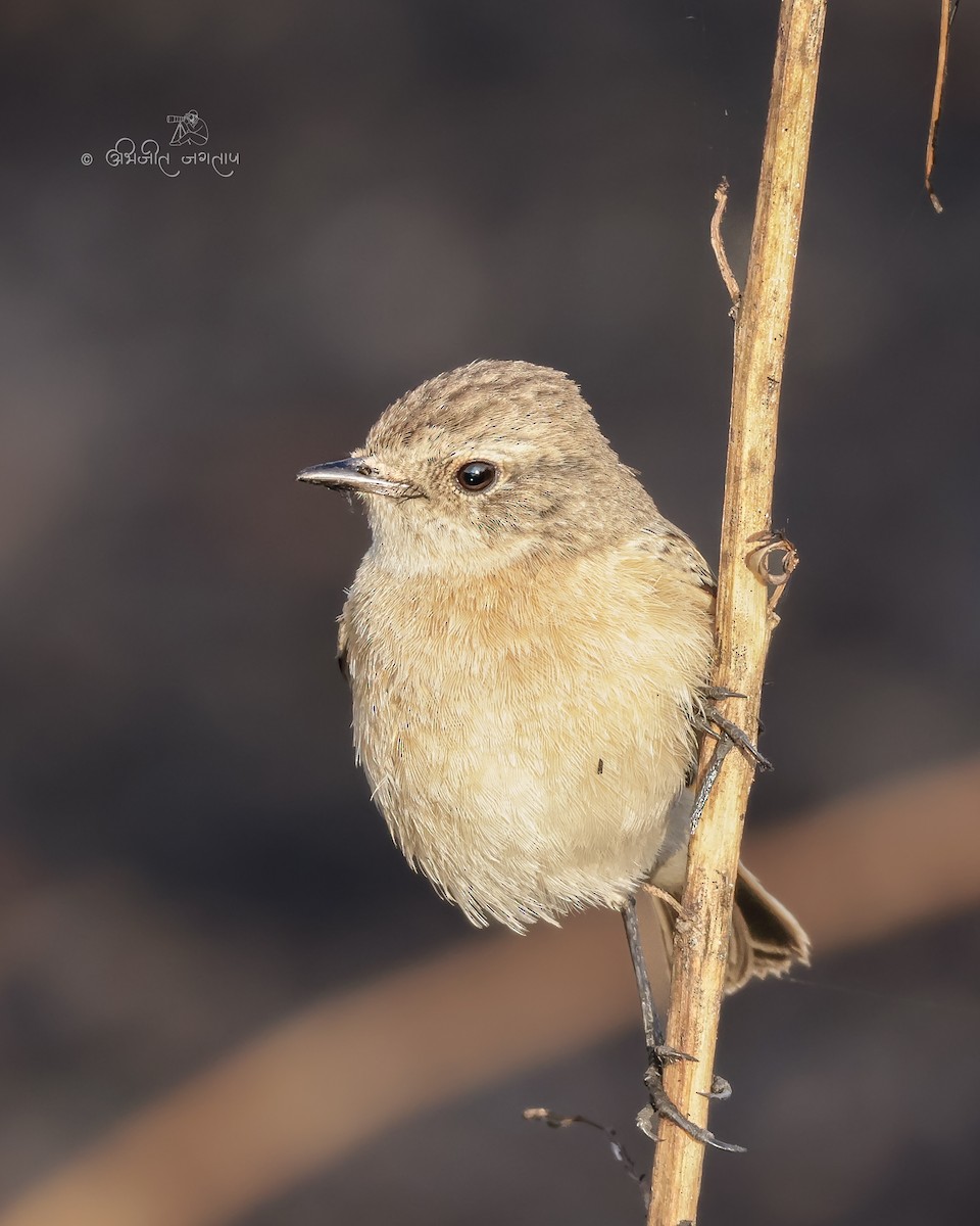 Сибирский черноголовый чекан - ML647292987