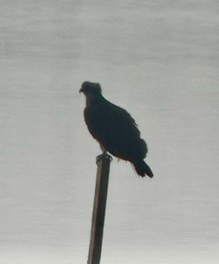 Osprey - ML647292988