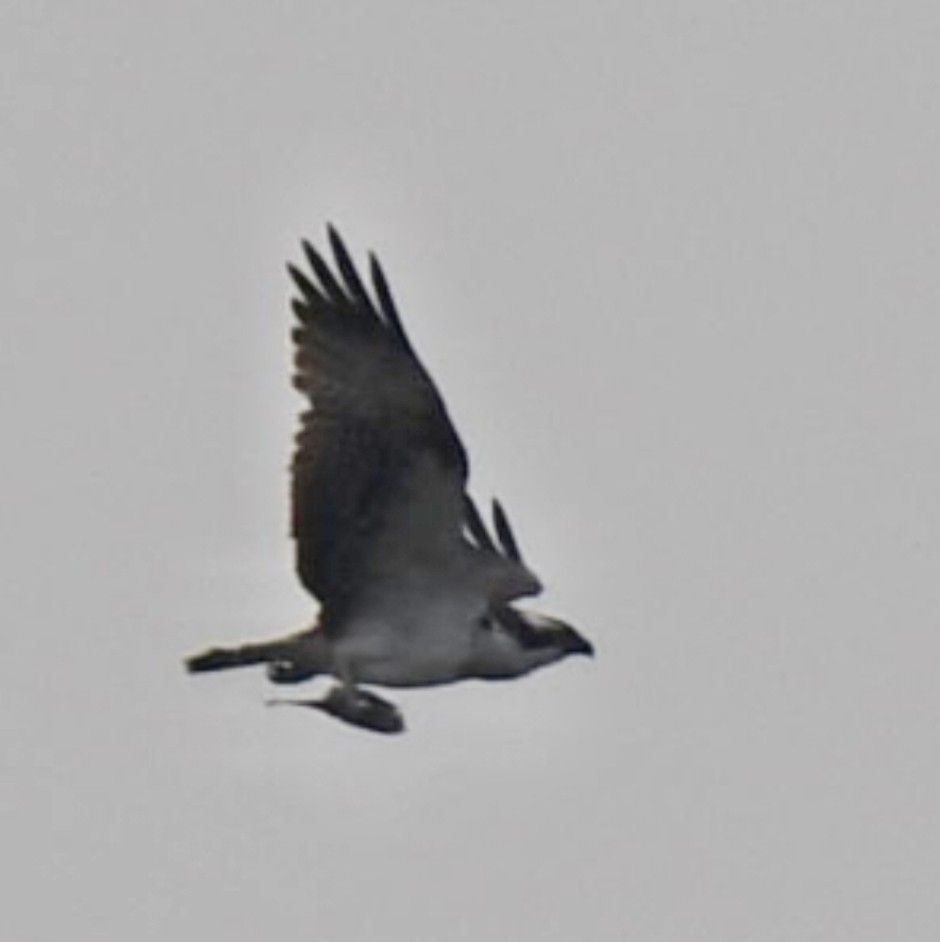 Скопа - ML647292989