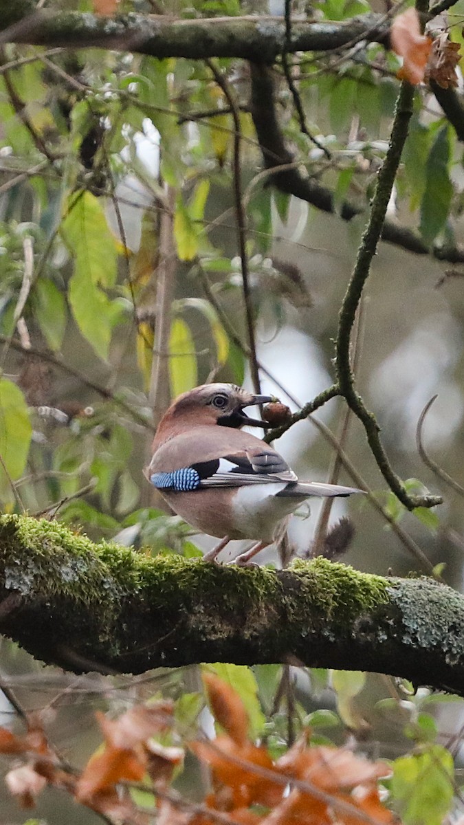 sojka obecná - ML647292990