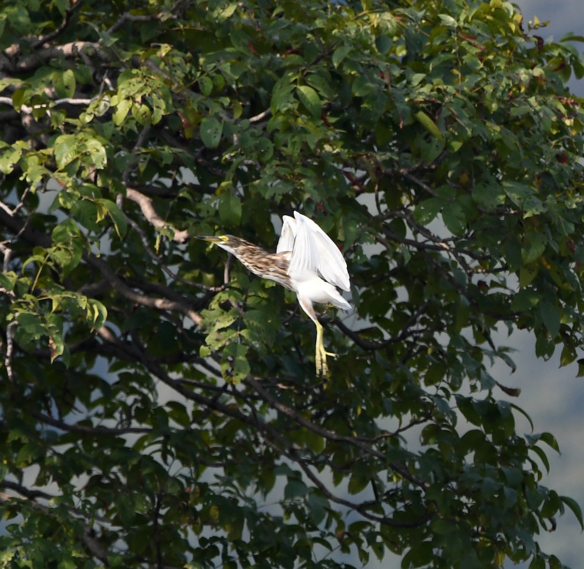 Indian Pond-Heron - ML647292998