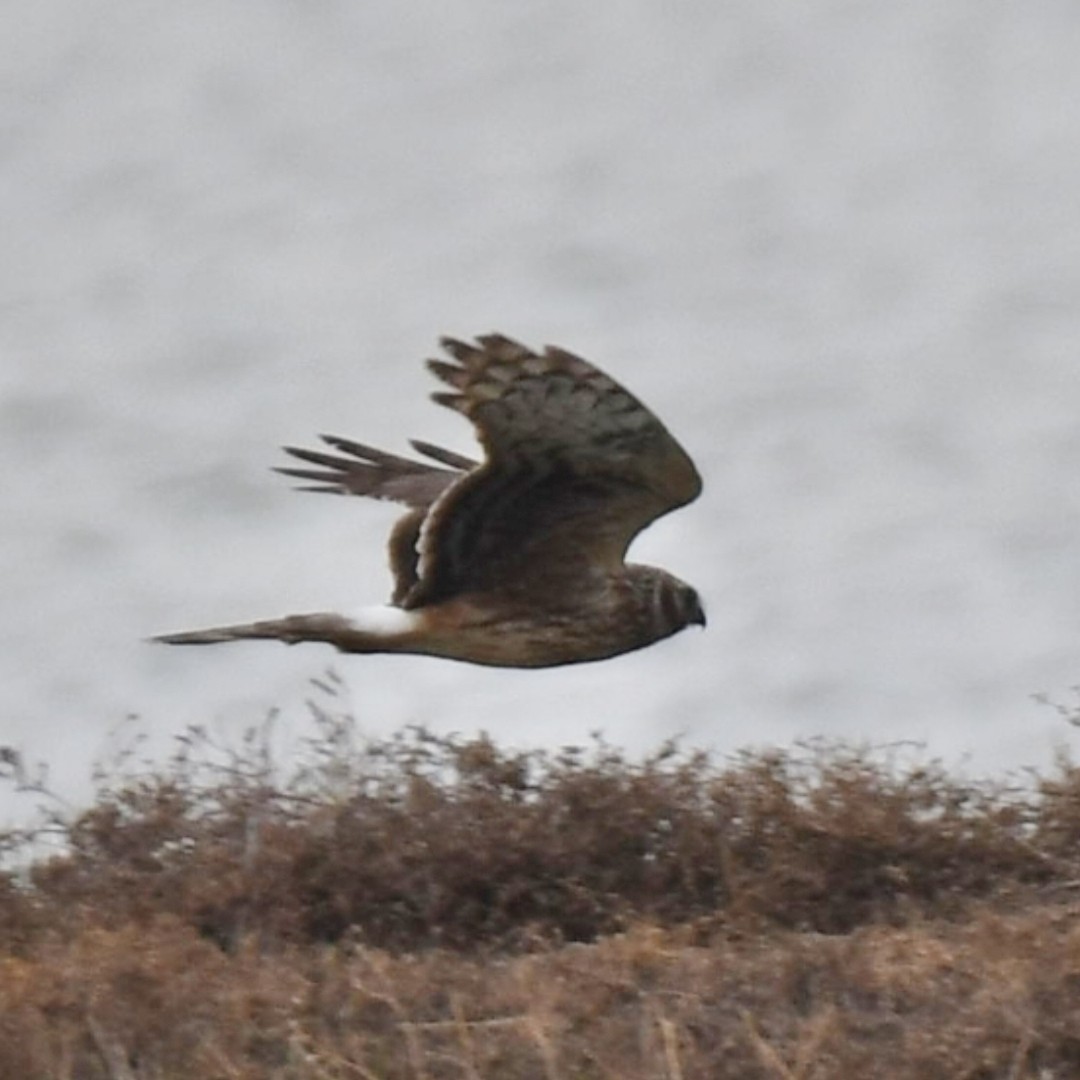Полевой лунь - ML647292999