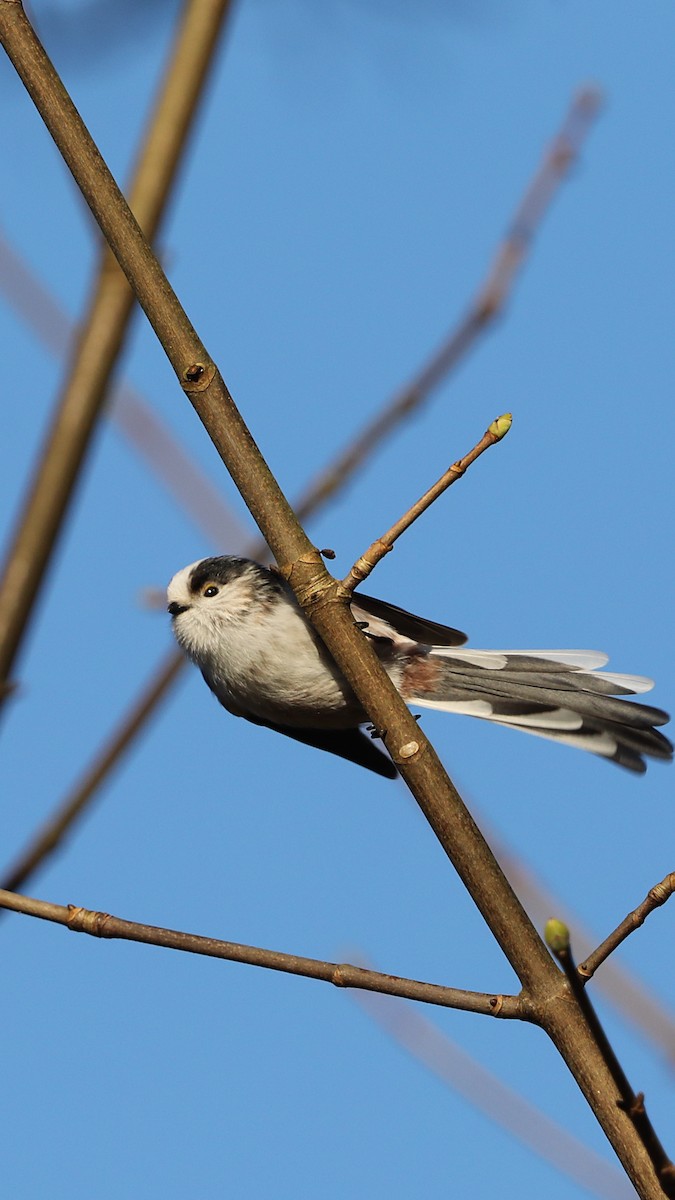 mlynařík dlouhoocasý - ML647293002