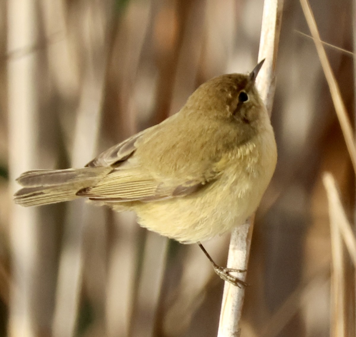 Common Chiffchaff - ML647293010