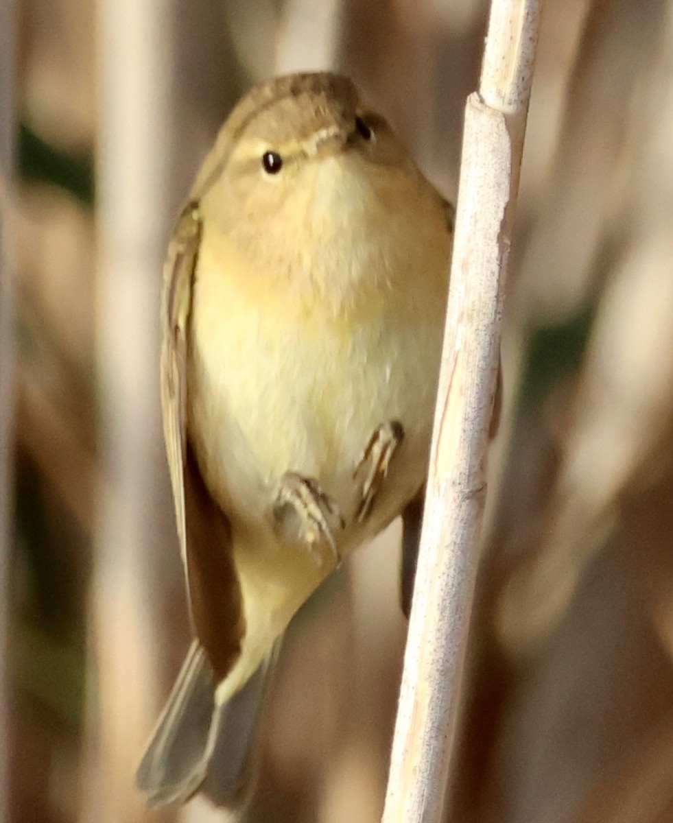 Common Chiffchaff - ML647293011