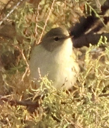 Common Chiffchaff - ML647293012