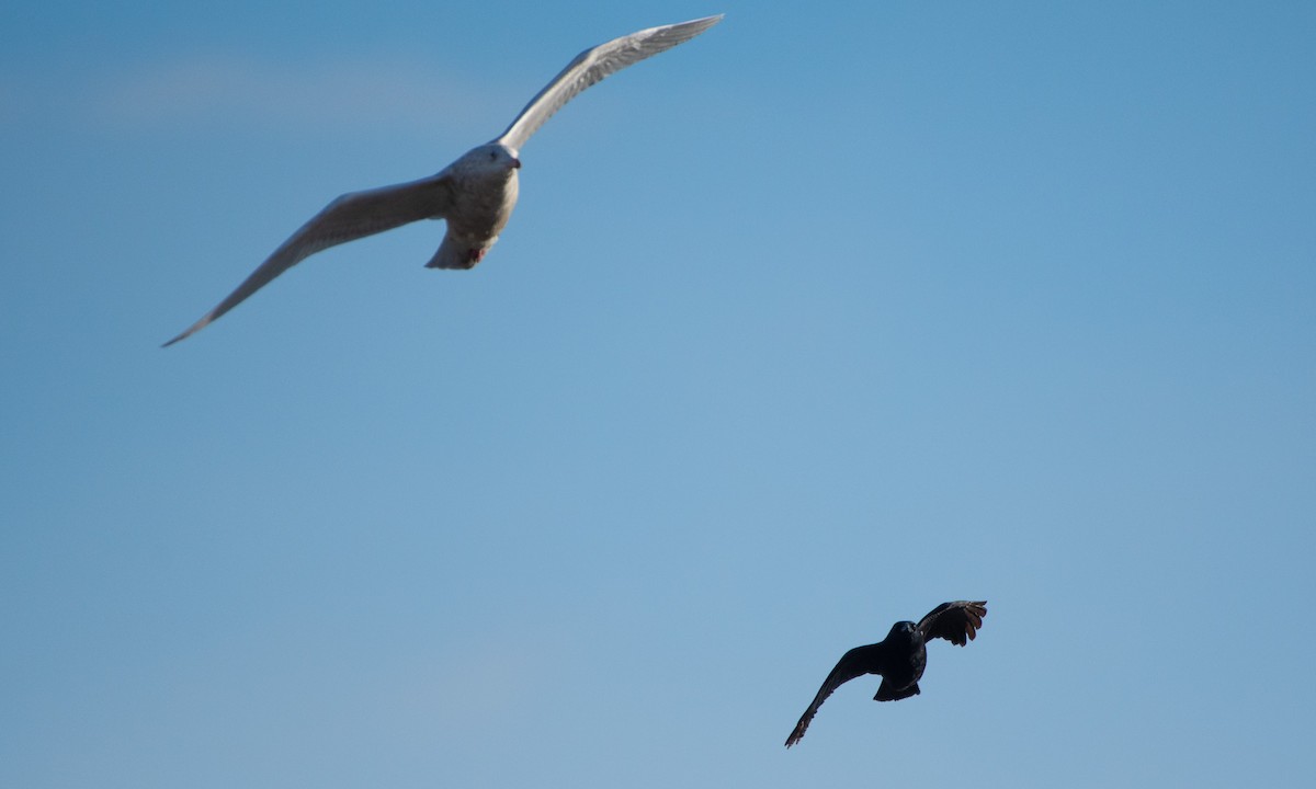 Gavión Hiperbóreo - ML647293016