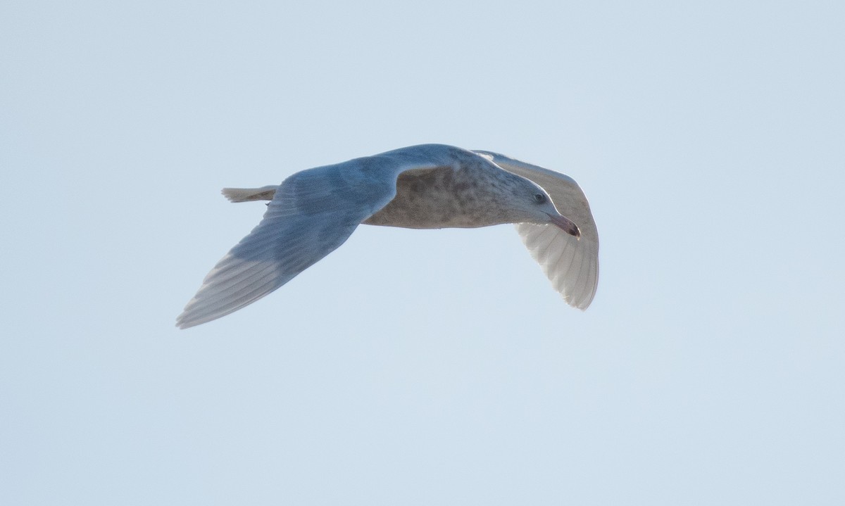 Gavión Hiperbóreo - ML647293017