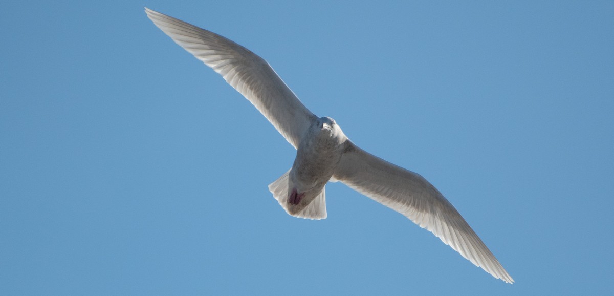 Gavión Hiperbóreo - ML647293018