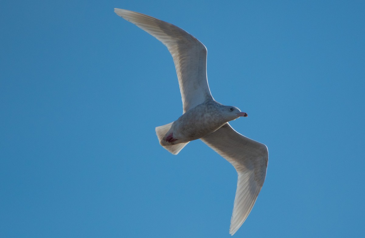 Gavión Hiperbóreo - ML647293019