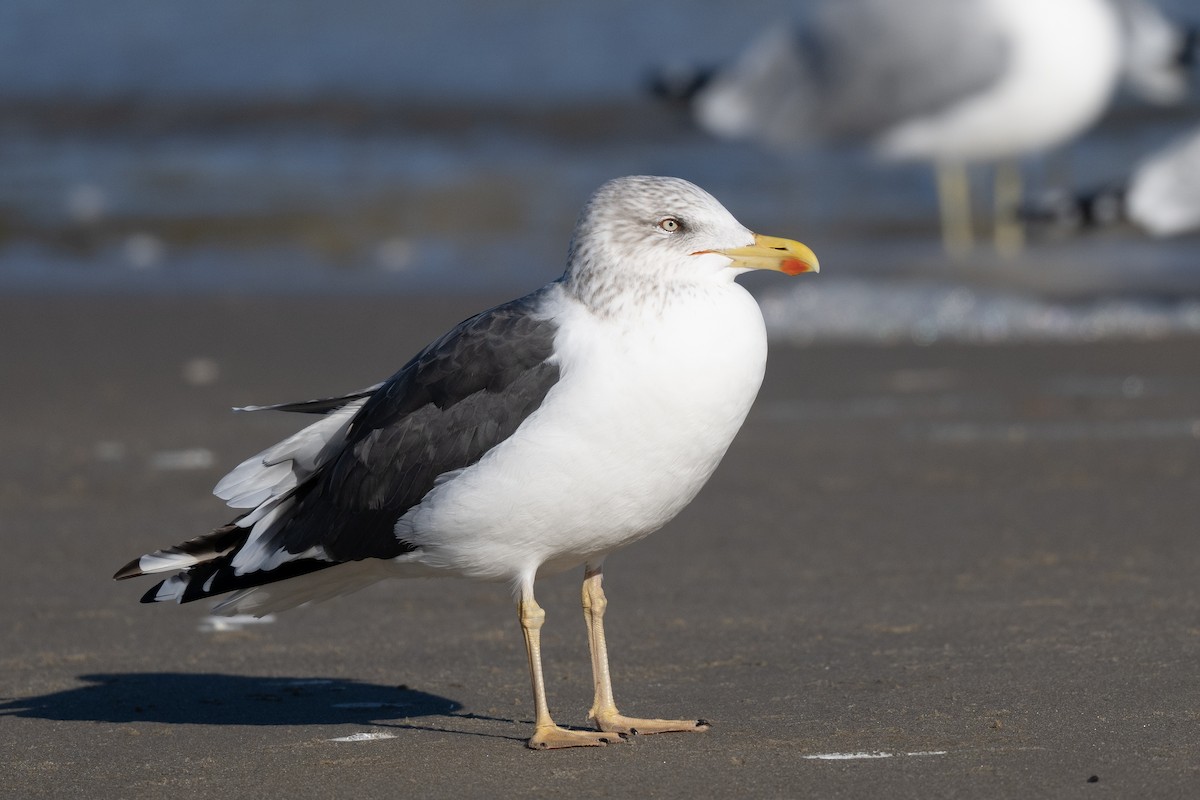 ニシセグロカモメ - ML647293040