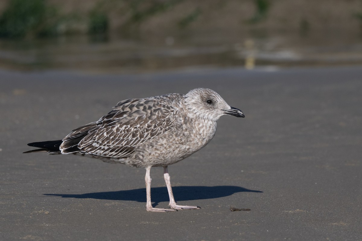 ニシセグロカモメ - ML647293041