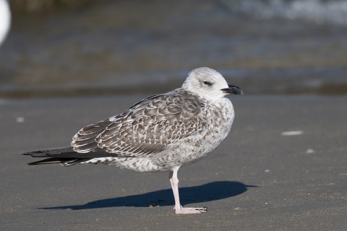 ニシセグロカモメ - ML647293042