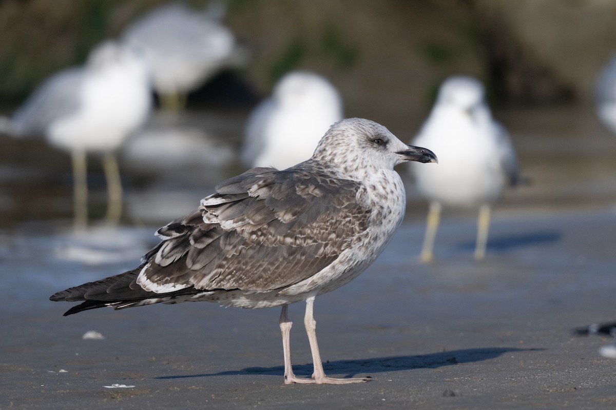 ニシセグロカモメ - ML647293043