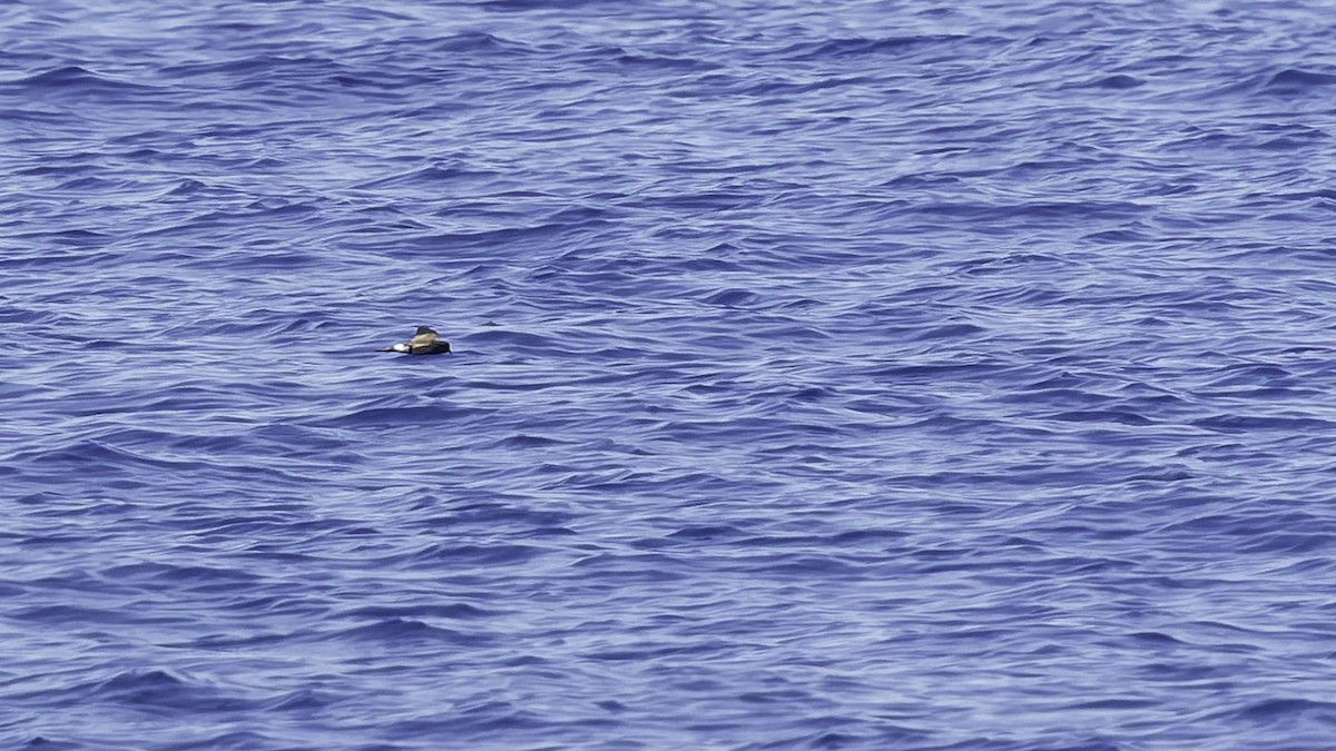 Wilson's Storm-Petrel - ML647293047