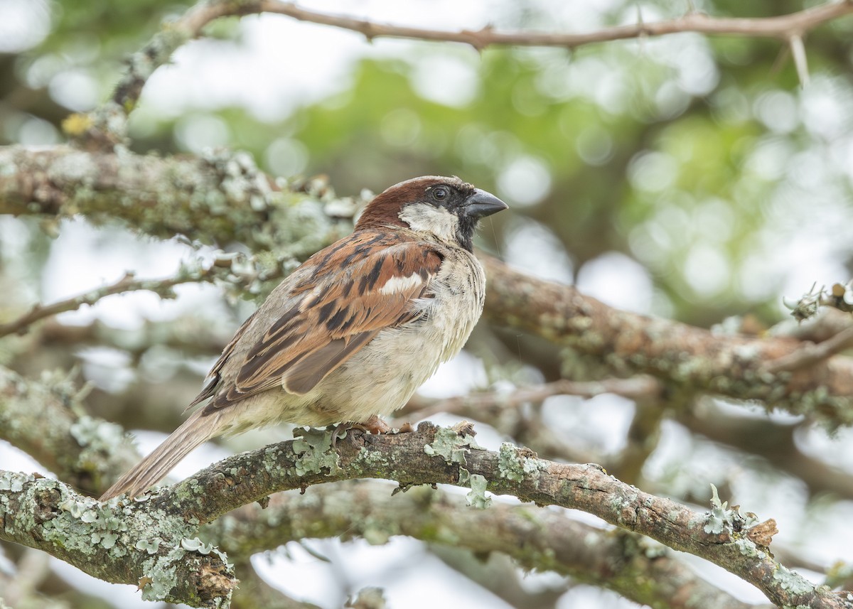 House Sparrow - ML647293049