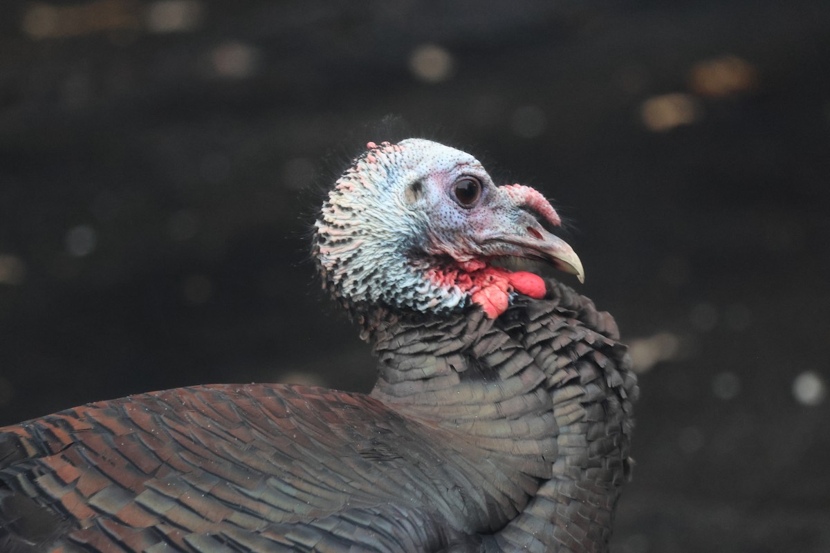 Wild Turkey - ML647293066