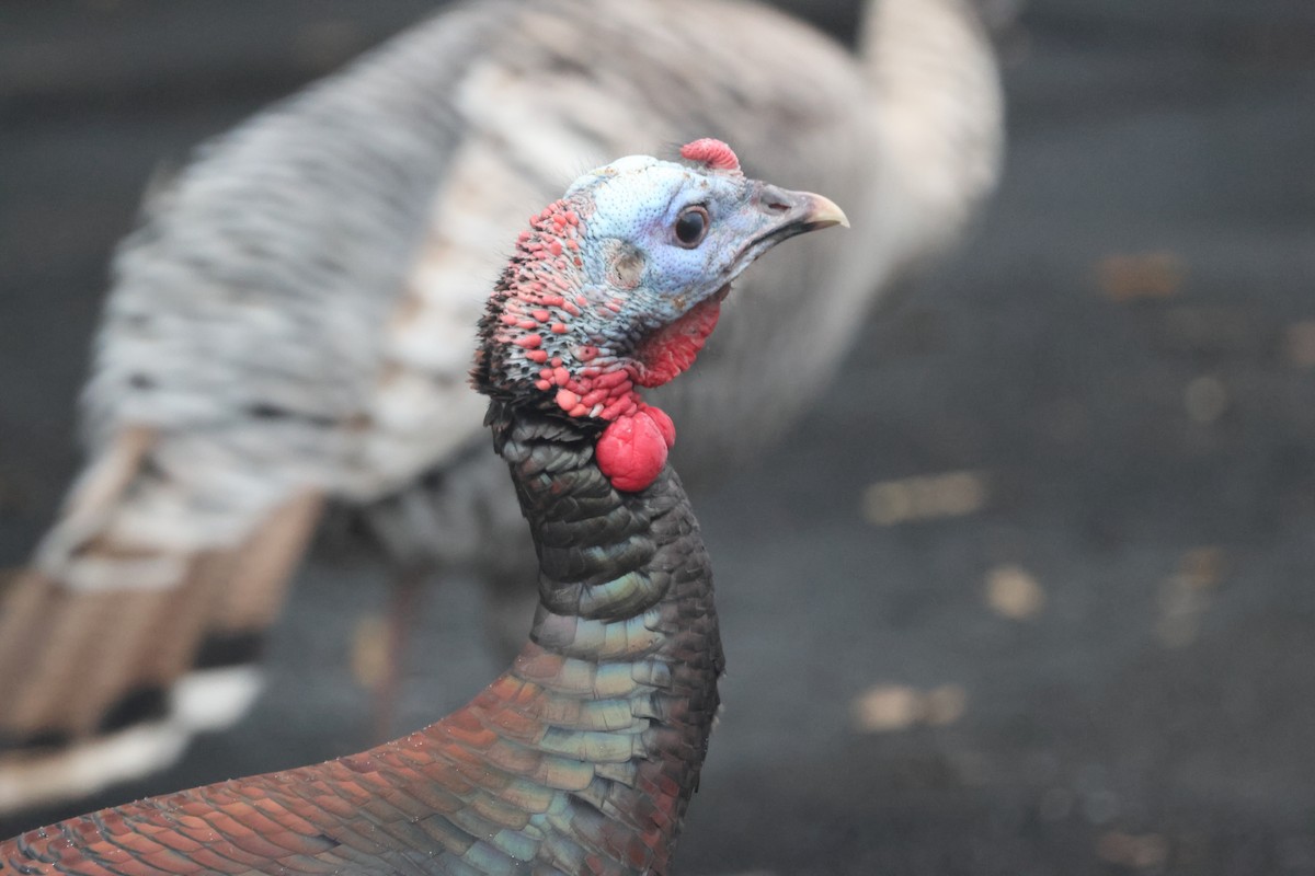 Wild Turkey - ML647293067