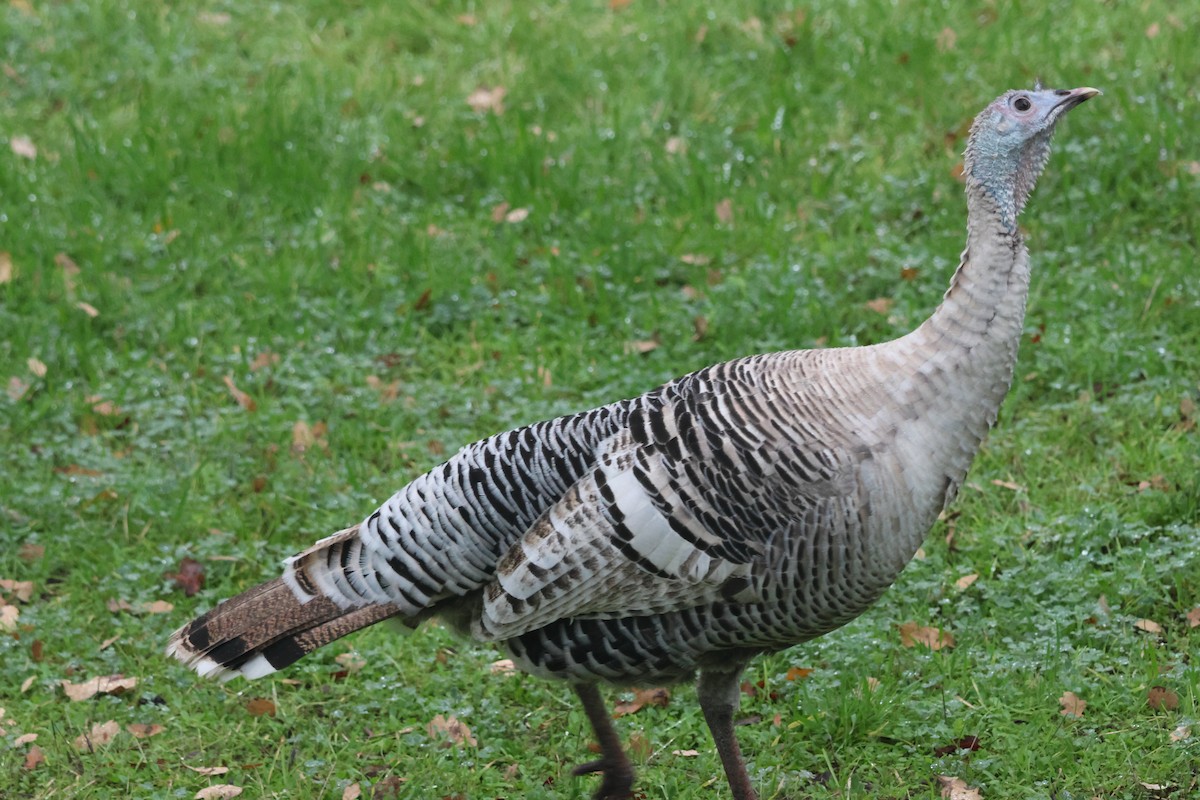 Wild Turkey - ML647293068