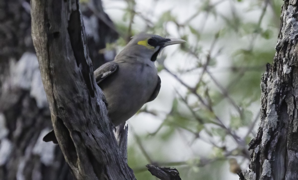 Wattled Starling - ML647293101