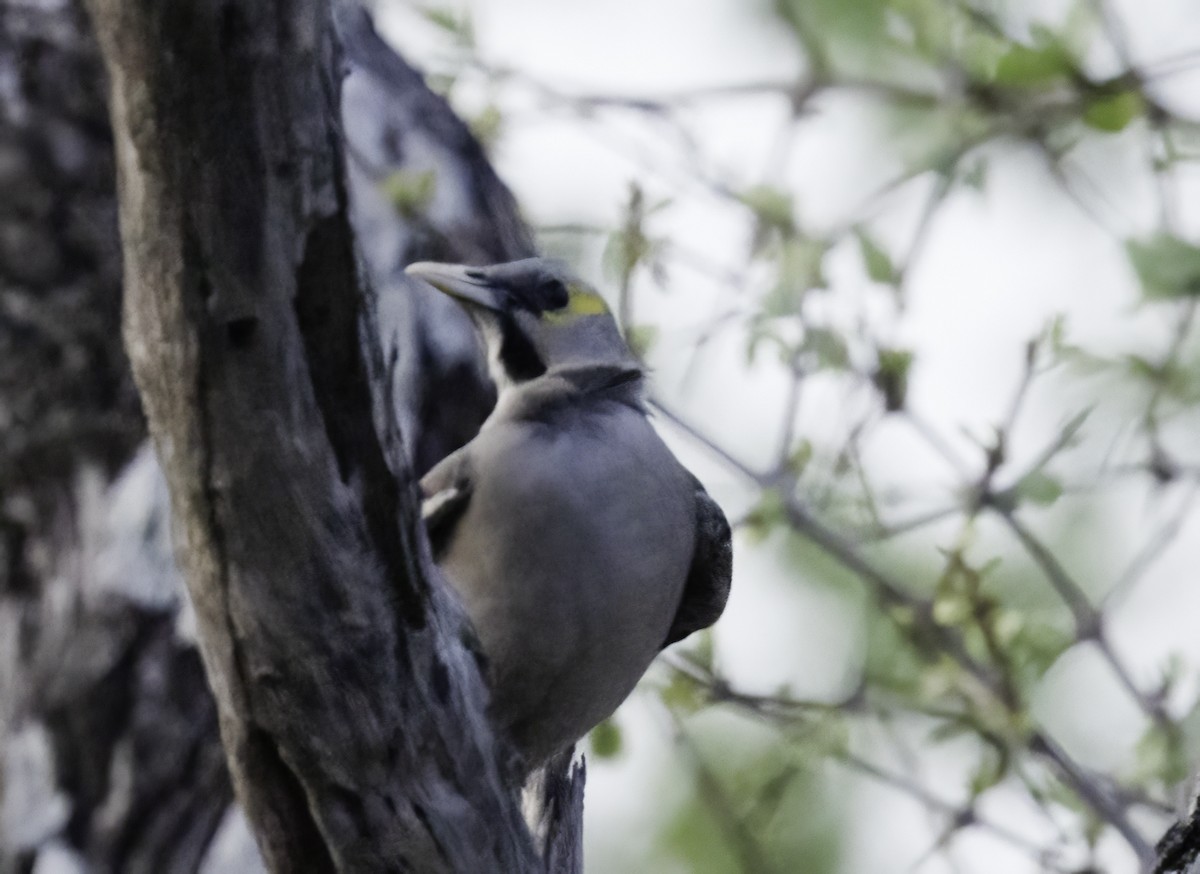 Wattled Starling - ML647293102