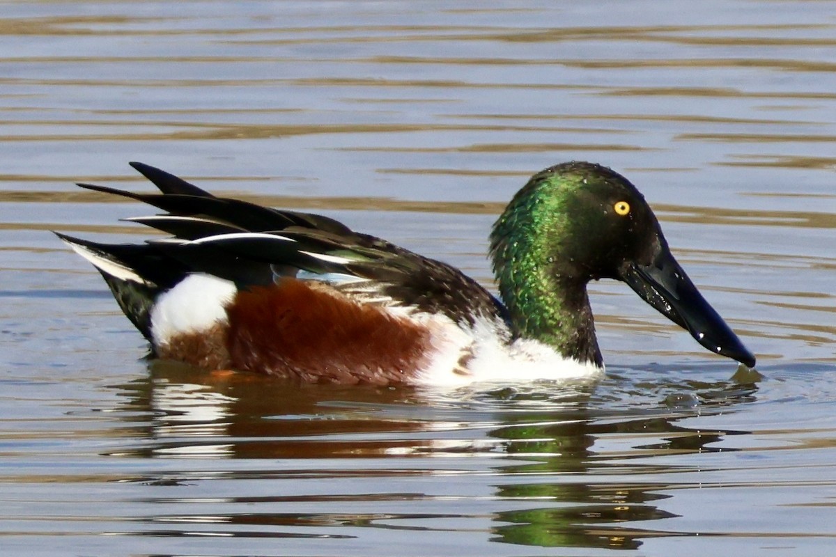 Northern Shoveler - ML647293110