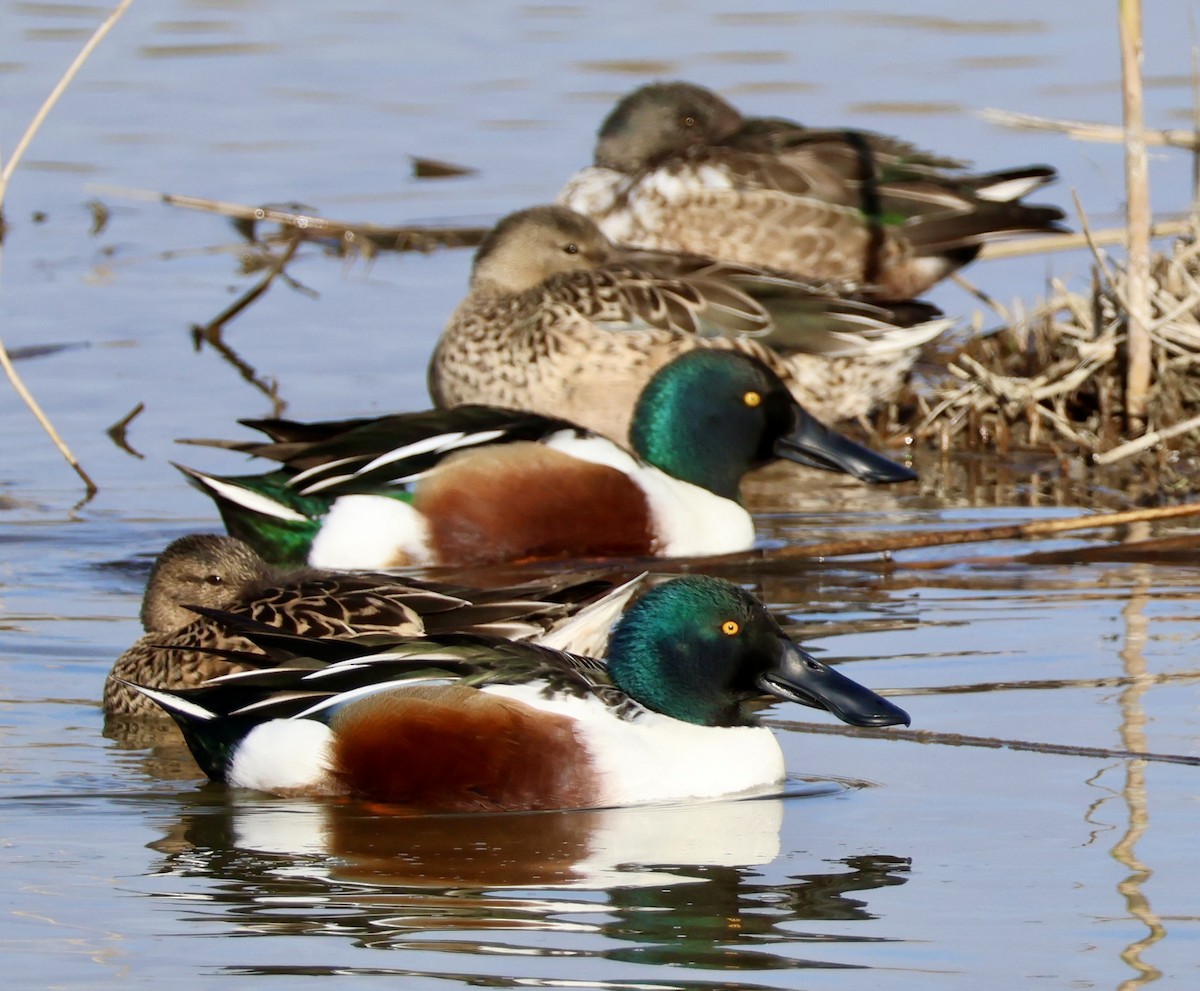 Northern Shoveler - ML647293112